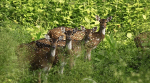 Muthanga